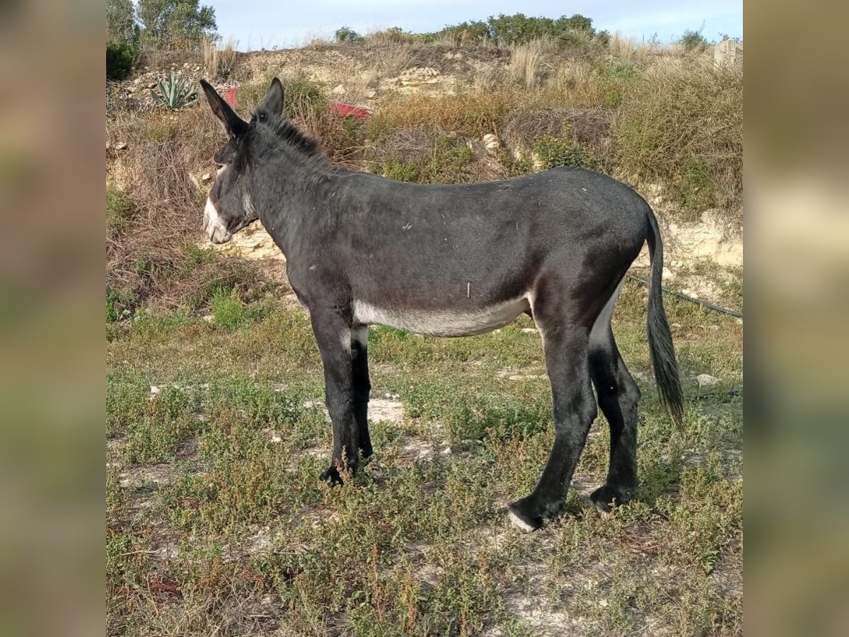 Ezel Hengst 6 Jaar 151 cm Zwart in BERGA, BARCELONA