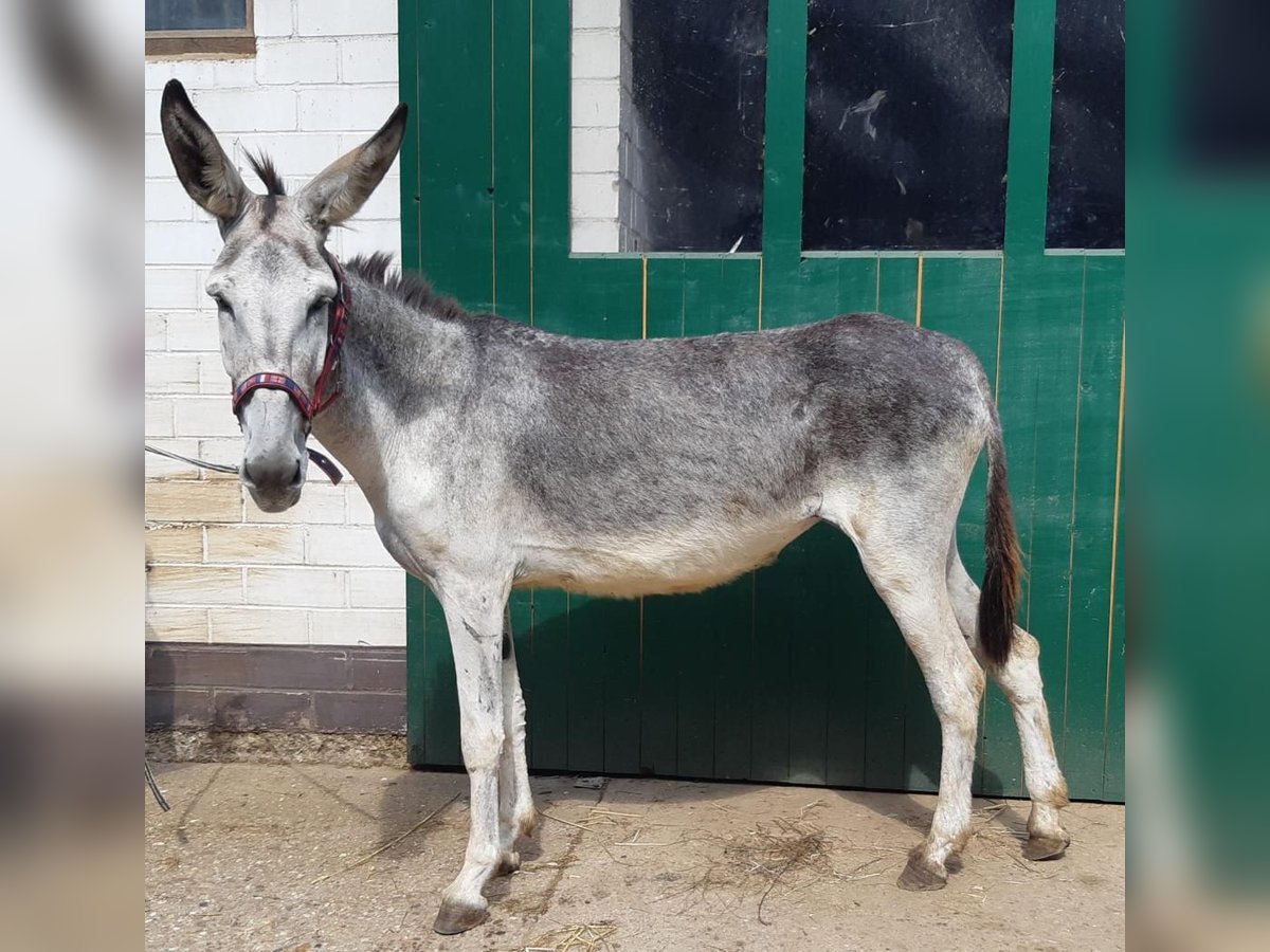Ezel Merrie 6 Jaar 137 cm Grullo in Euskirchen