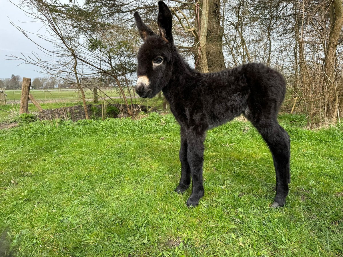 Ezel Merrie veulen (01/2024) Donkerbruin in Süderlügum