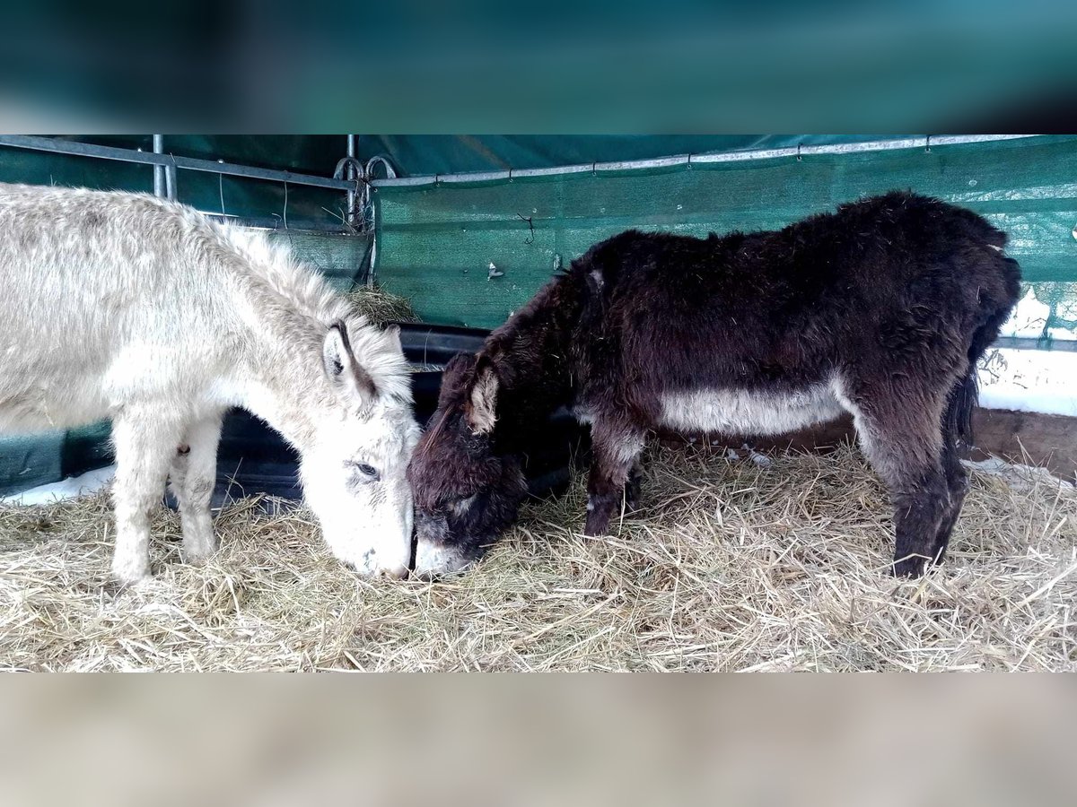 Ezel Ruin 10 Jaar 105 cm Bruin in Linkenbach