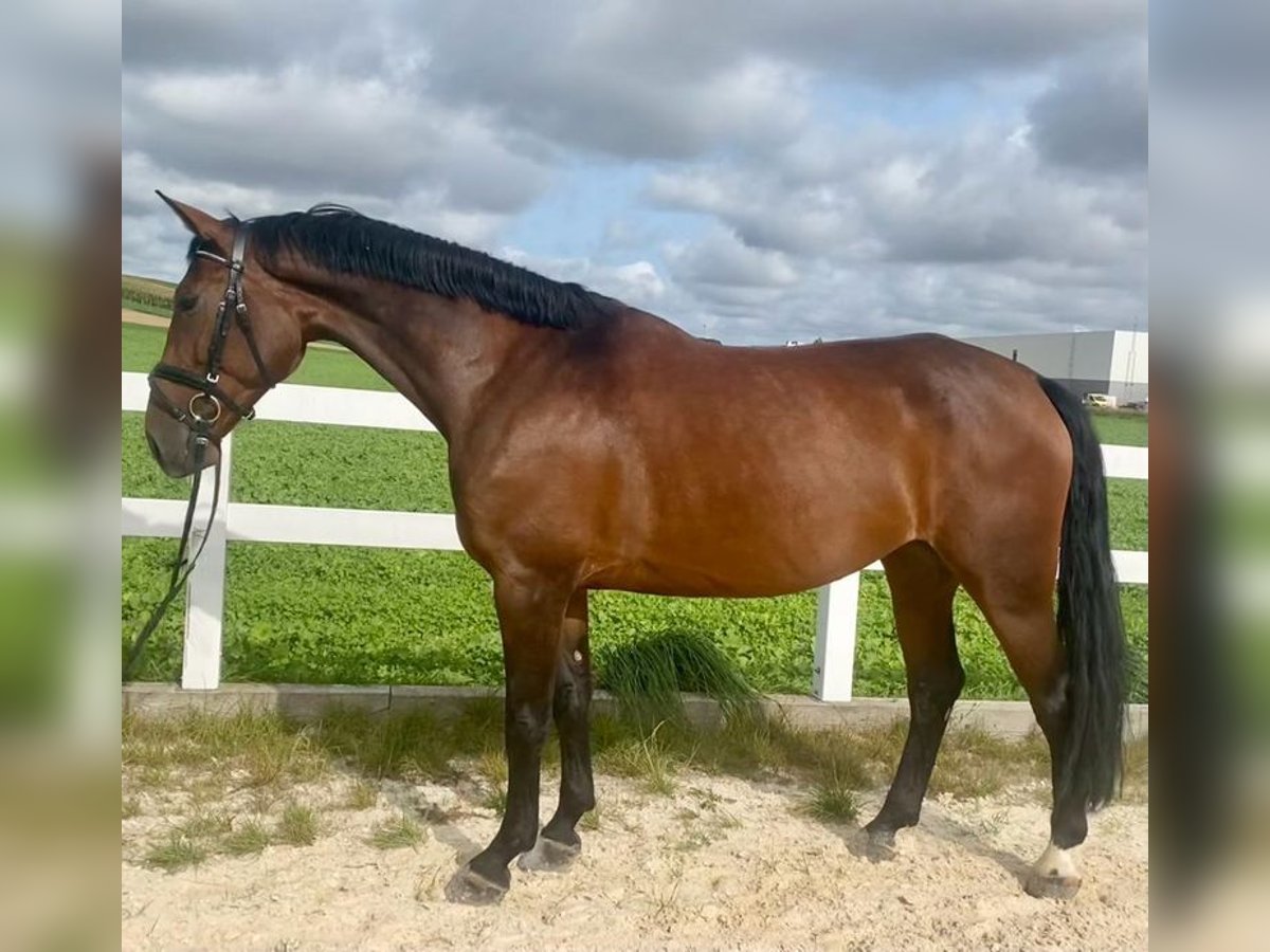 Tschechisches Warmblut Stute 7 Jahre 167 cm Brauner in Loiching