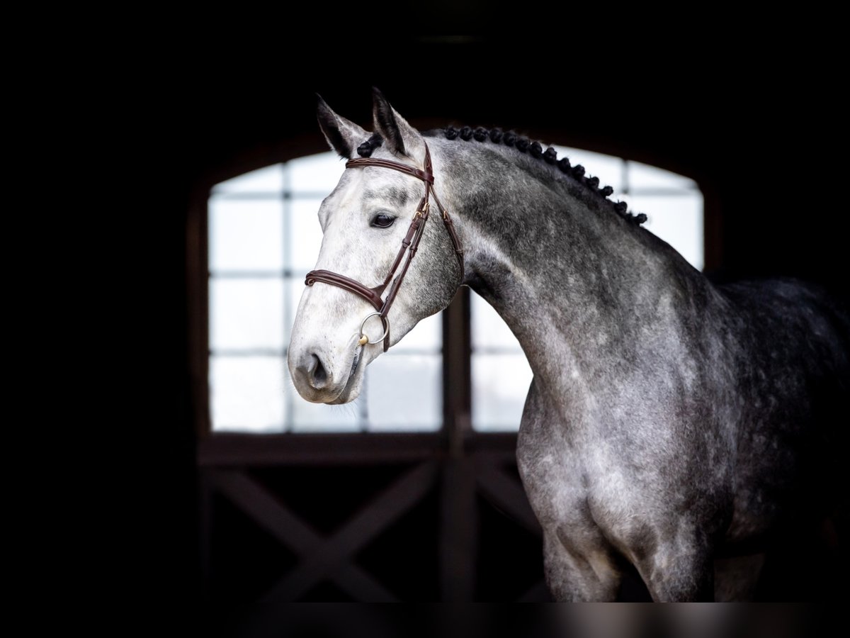 BWP (cheval de sang belge) Étalon Gris in Marcelewo