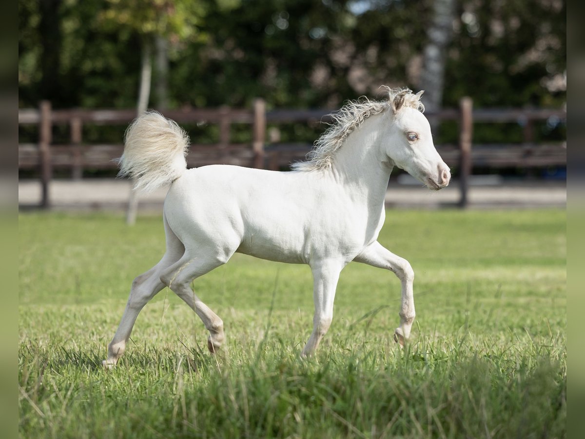 Falabella Étalon 1 Année 84 cm Perlino in Sint Nicolaasga