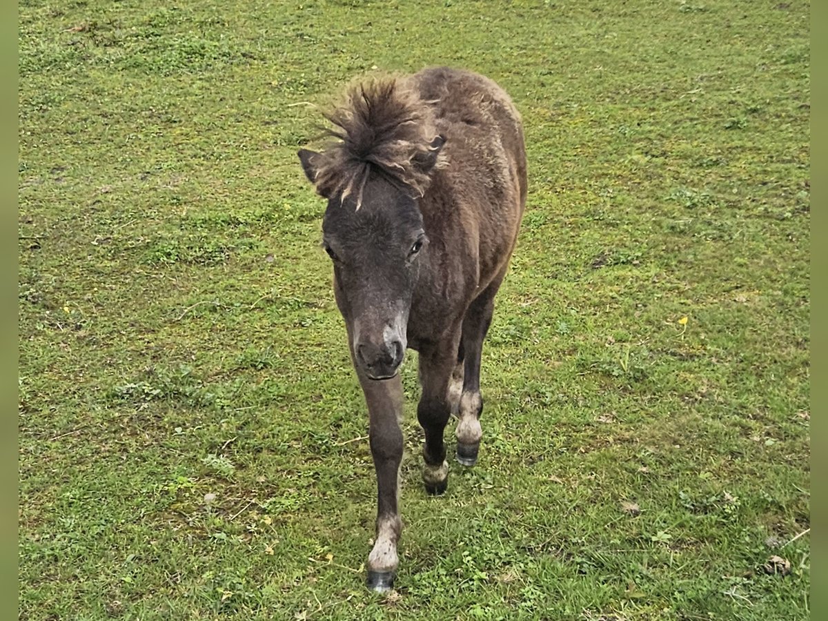 Falabella Étalon 1 Année Léopard in GROBBENDONK