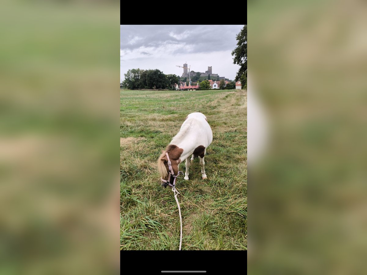 Falabella Gelding 8 years 9,1 hh Pinto in M&#xFC;nzenberg