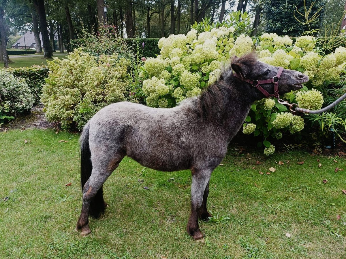 Falabella Hengst 1 Jahr 80 cm Tigerschecke in Vledder