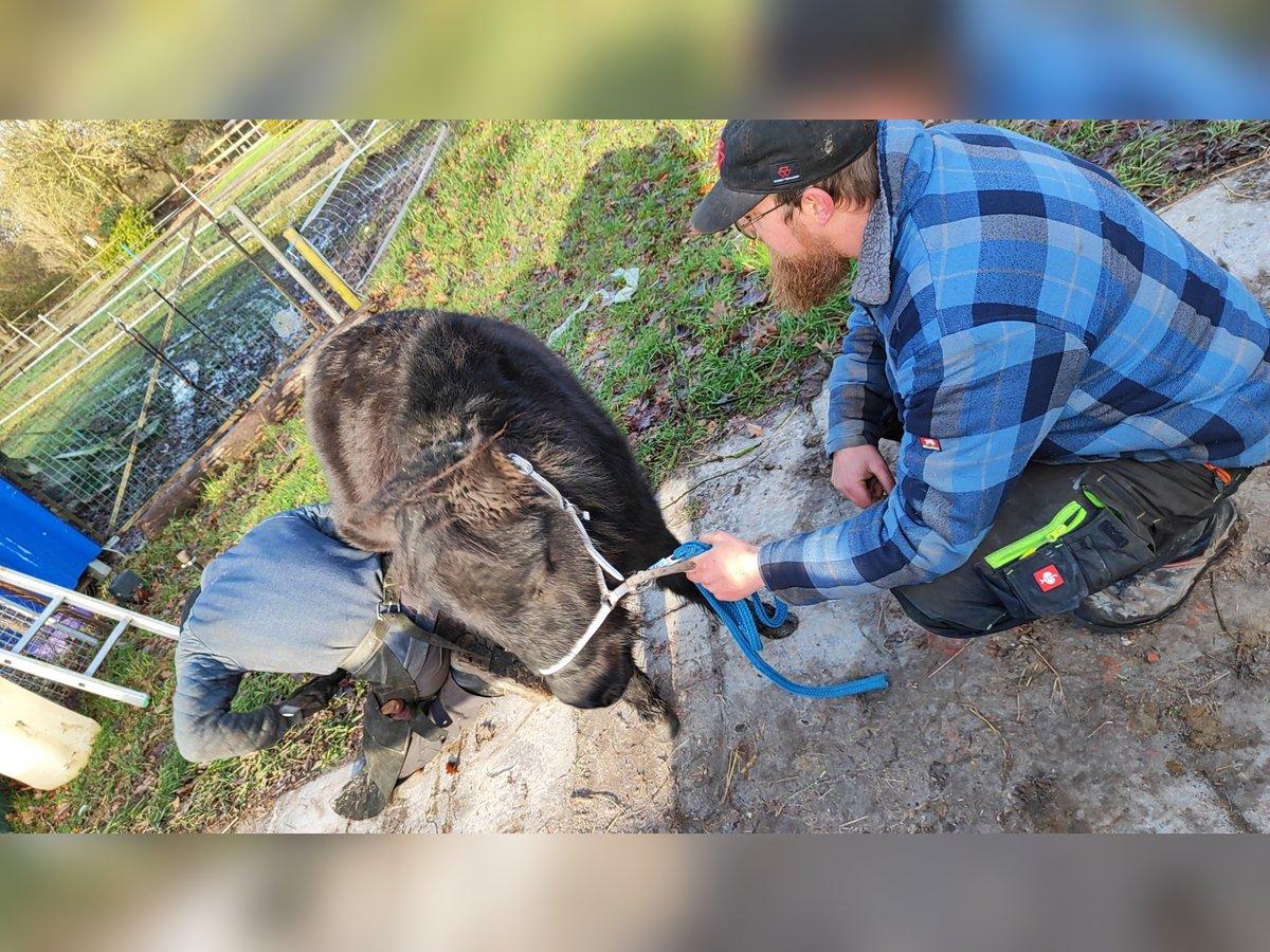 Falabella Hengst 2 Jahre 80 cm Rappe in Leezdorf Falabella Hengst 2 Jahre 80 cm Rappe in Leezdorf