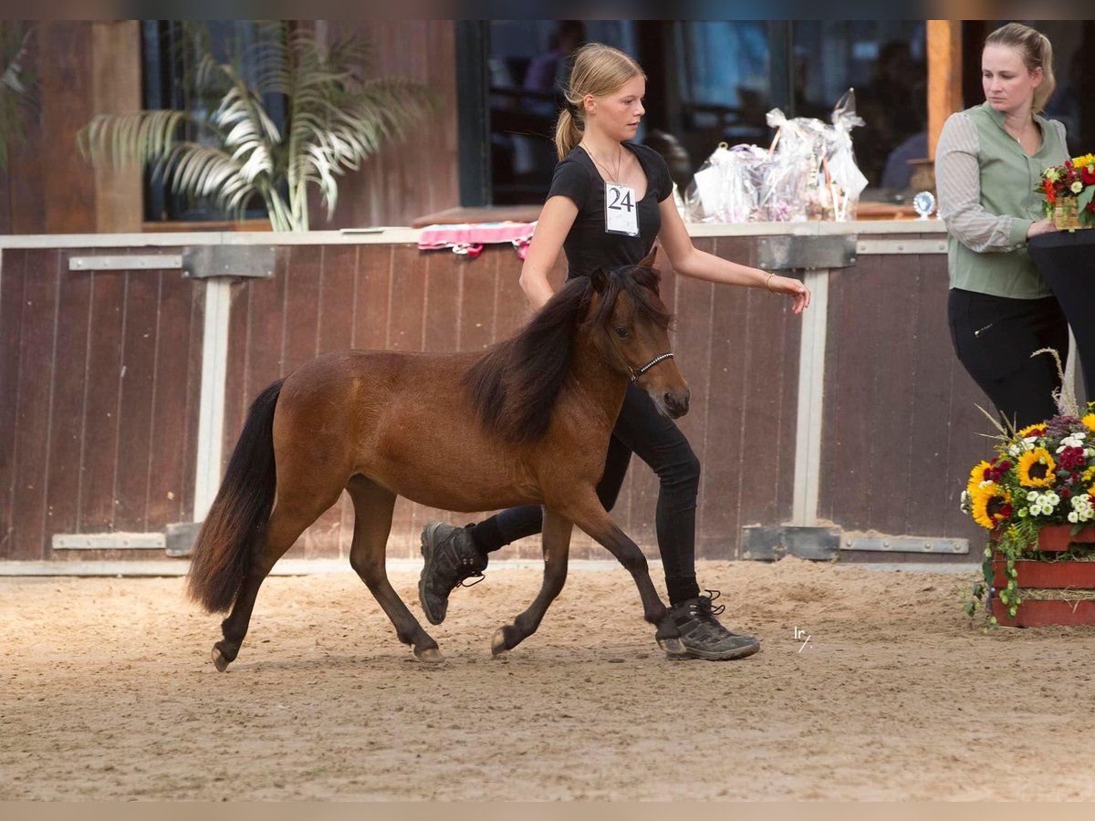 Falabella Hengst 2 Jahre 87 cm Tobiano-alle-Farben in Kerkwerve