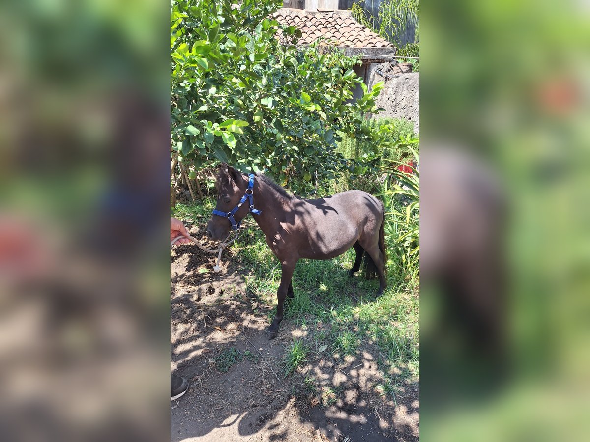 Falabella Hengst 3 Jahre 79 cm Rappe in Solarino