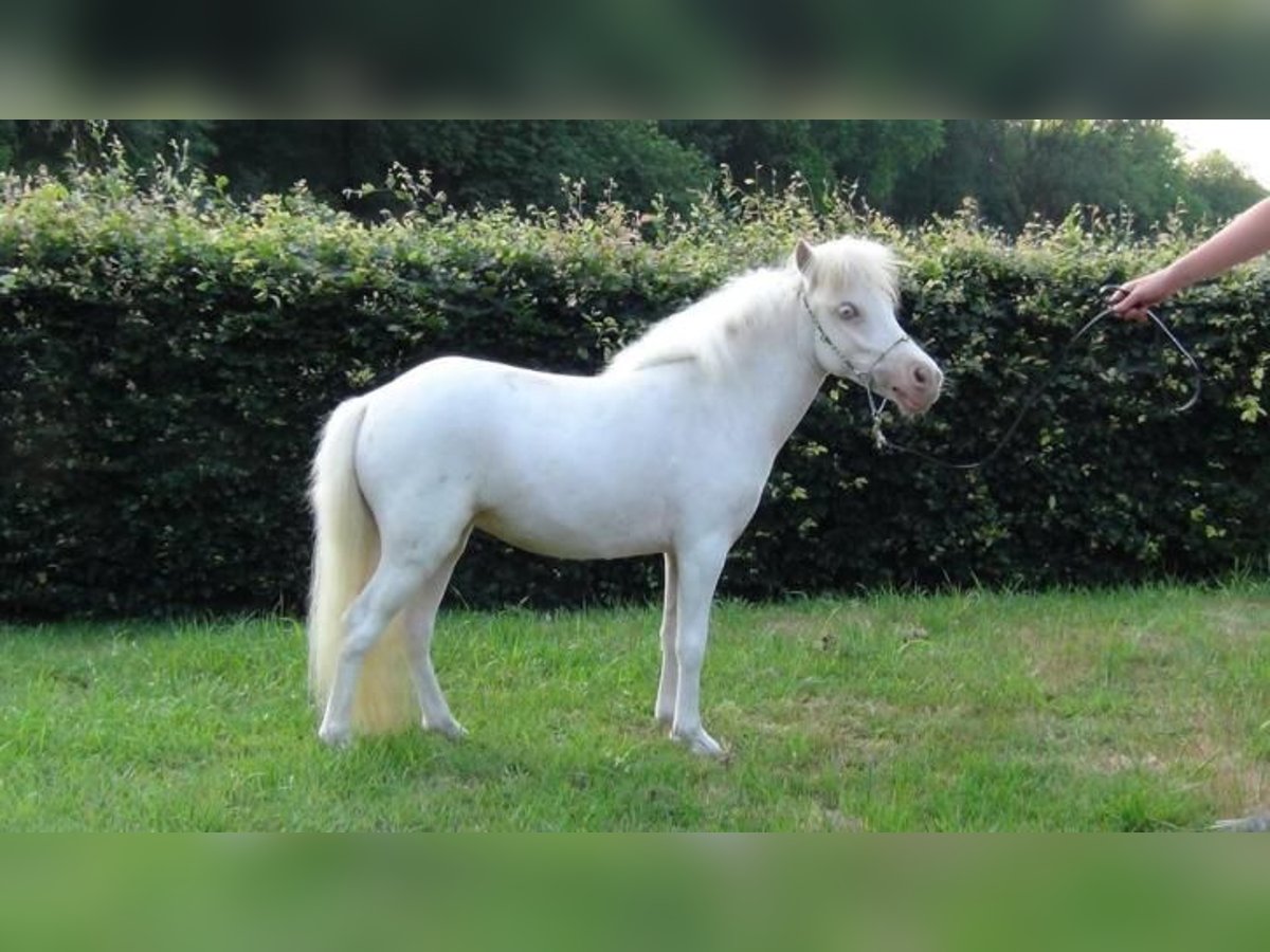 Falabella Merrie 9 Jaar 84 cm Cremello in Kerkwerve
