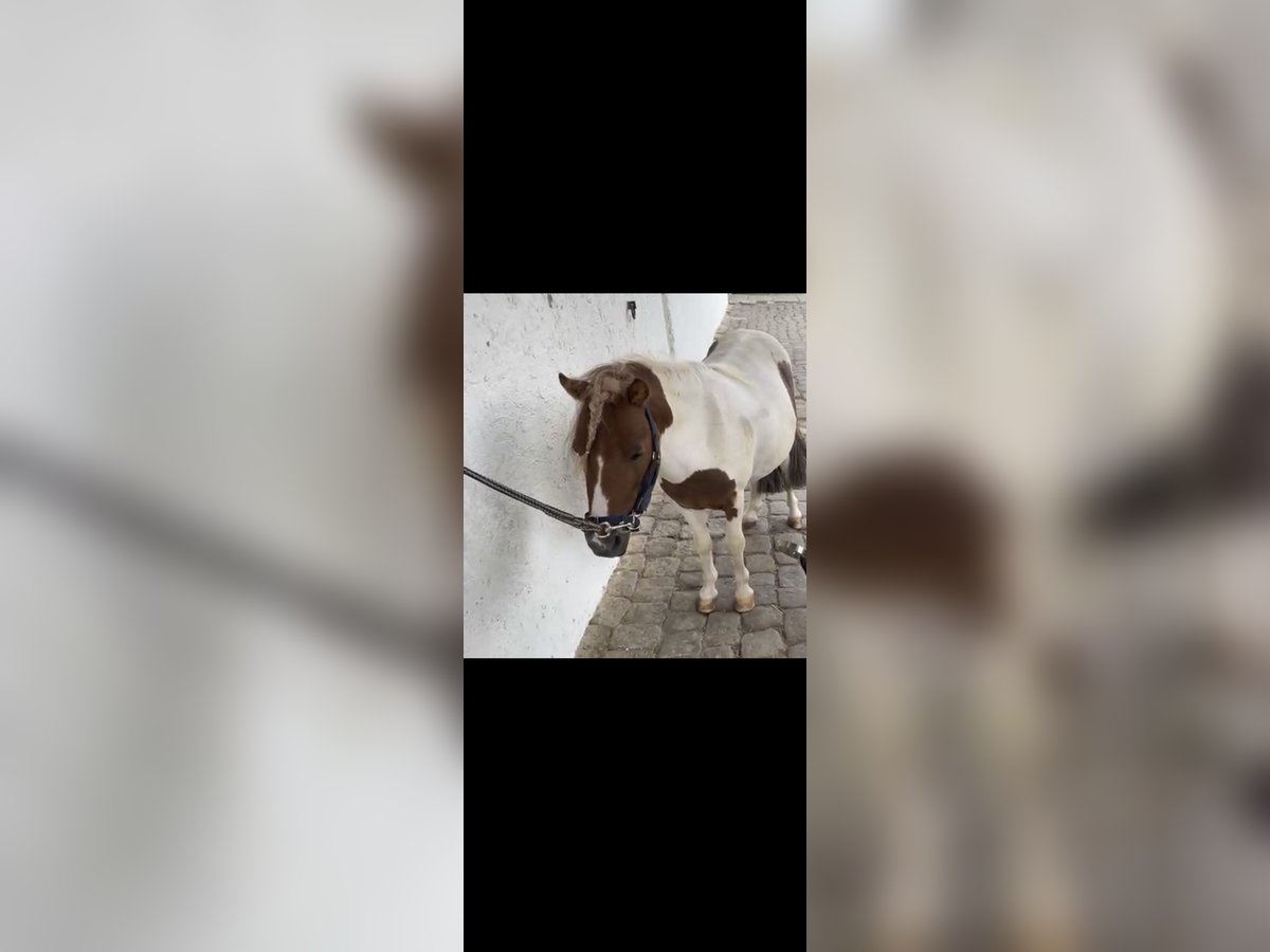 Falabella Ruin 8 Jaar 89 cm Gevlekt-paard in M&#xFC;nzenberg