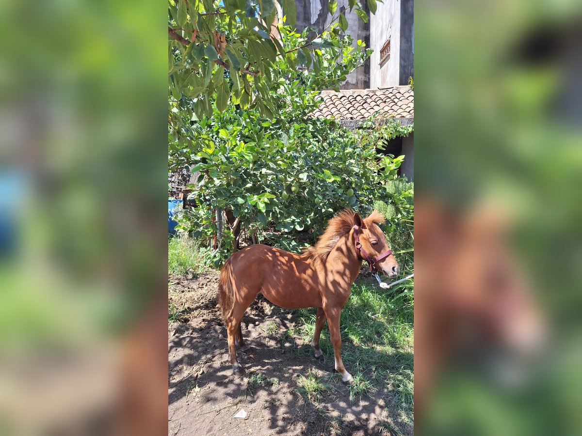 Falabella Mix Stallion Foal (03/2025) 7,3 hh Chestnut-Red in Solarino