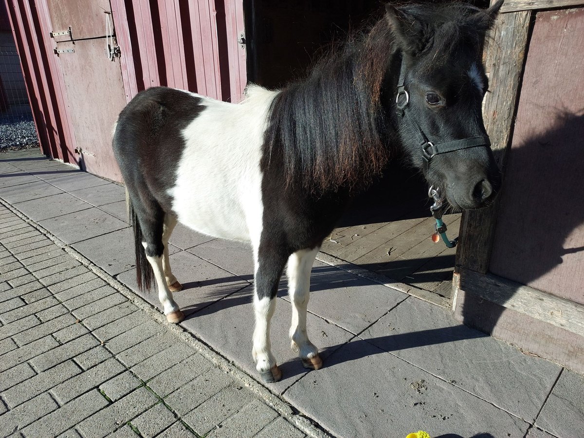 Falabella Stute 3 Jahre 95 cm Schecke in Stekene