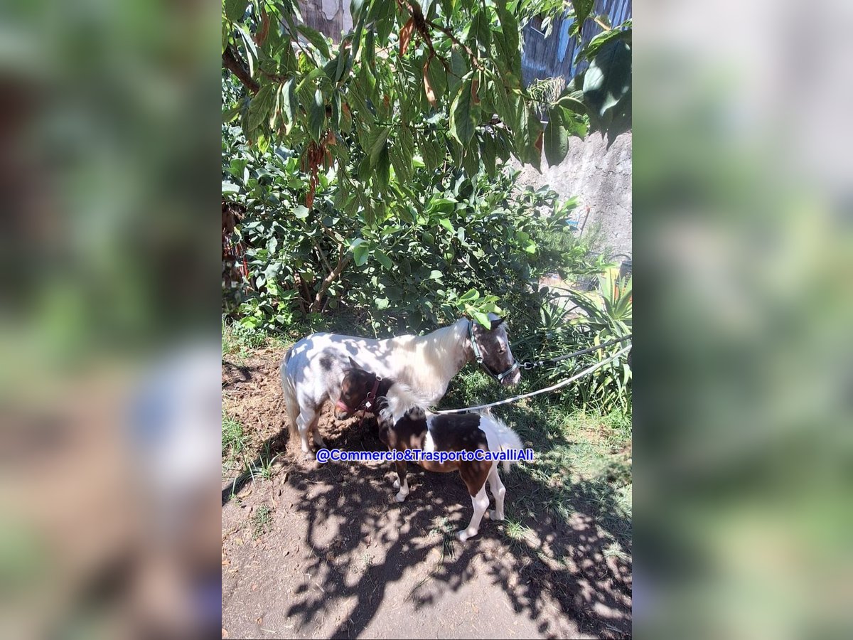 Falabella Mix Stute 7 Jahre 80 cm Schecke in Solarino