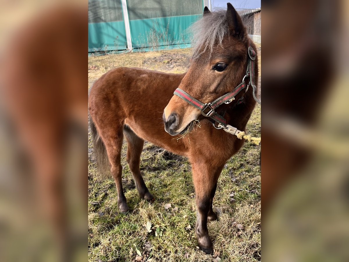 Falabella Stute 7 Jahre 95 cm Falbe in Friedrichsthal