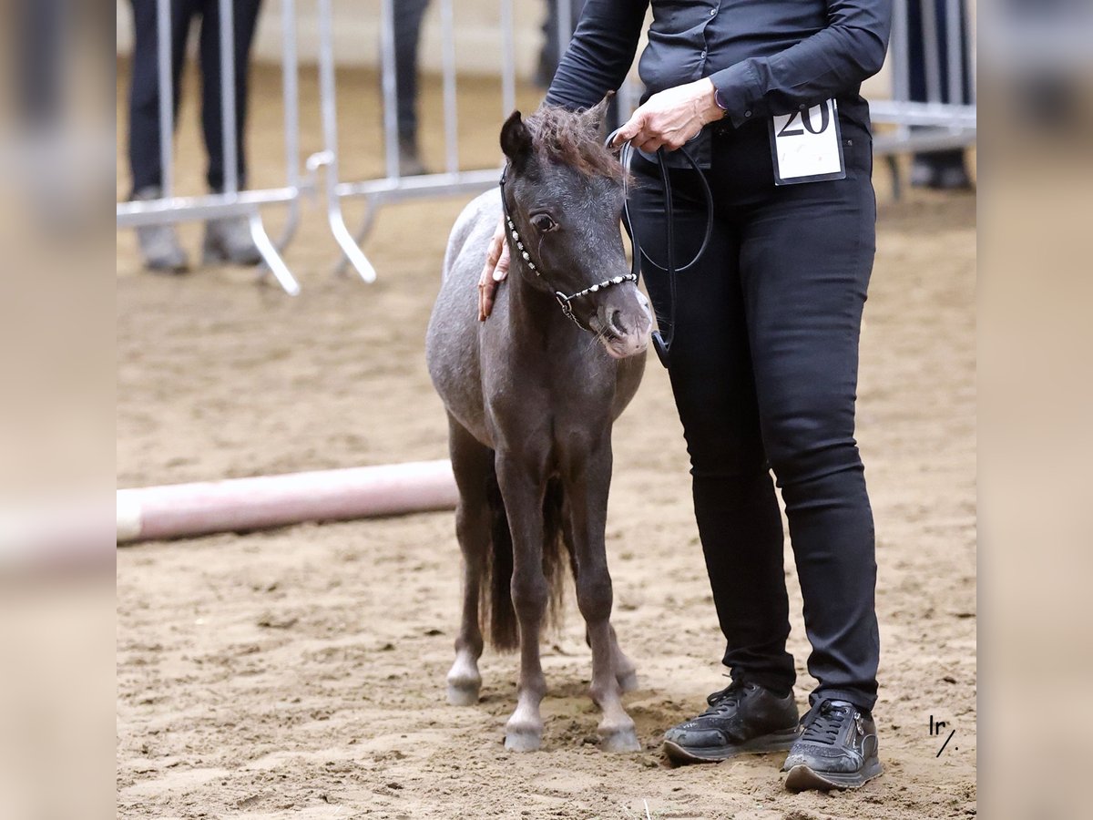 Falabella Yegua 2 años in Grobbendonk