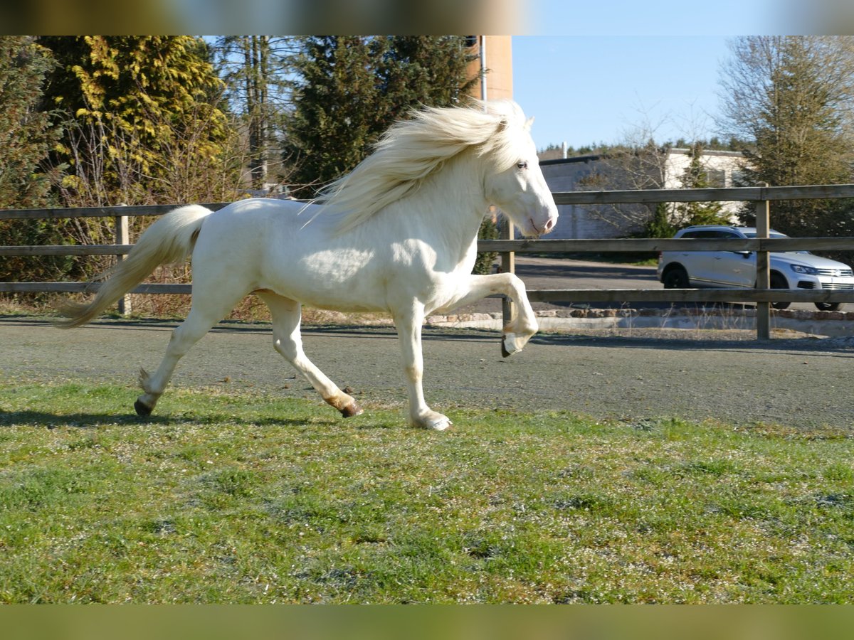 FANNAR VOM RECHERBUSCH Islandshäst Hingst in Euskirchen