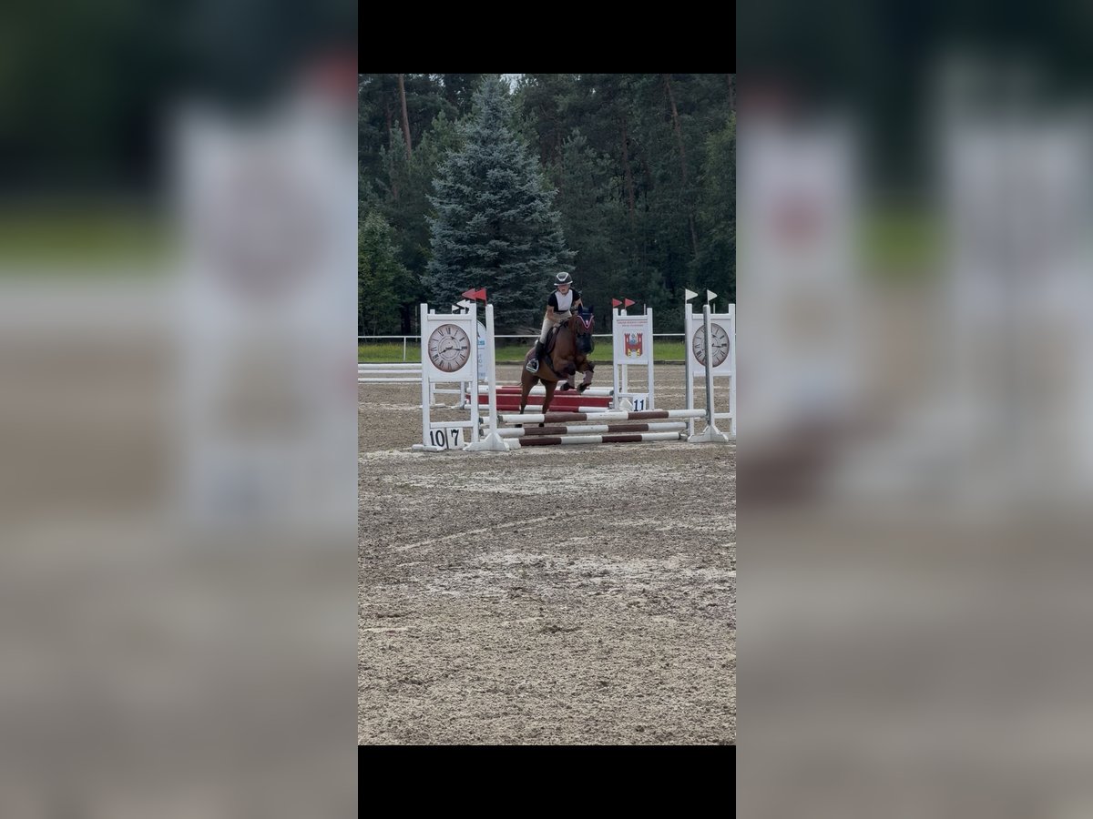 Felin Pony Gelding 7 years 13,3 hh Brown in Toru&#x144;