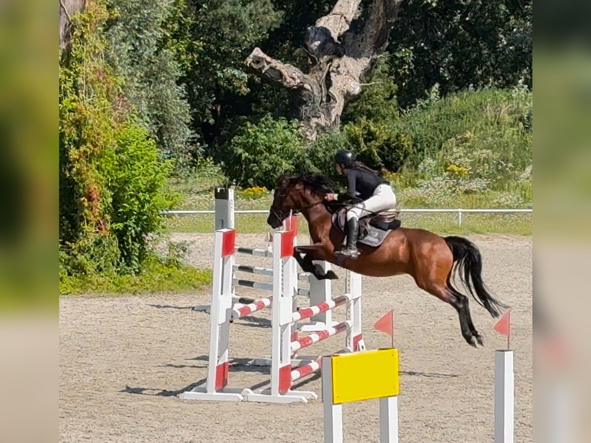 Felinski ponny Valack 6 år 142 cm Brun in Murowana Goślina