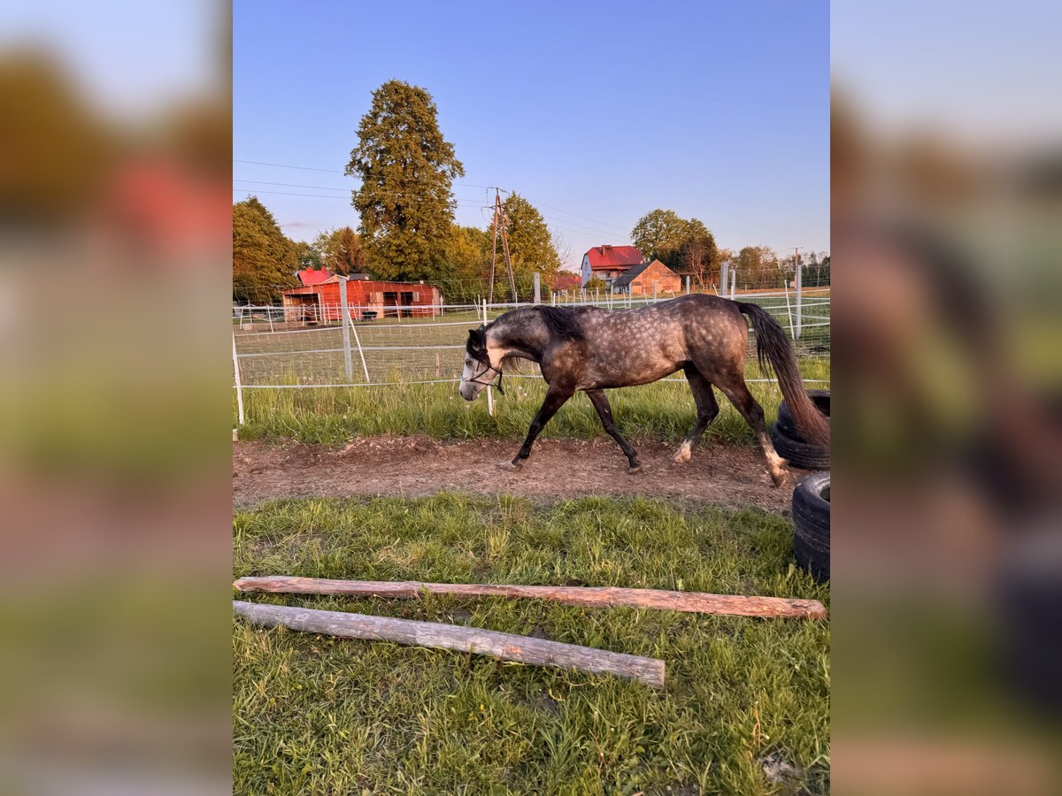 Felinski Pony Hengst 3 Jahre 140 cm Schimmel in Pilzno