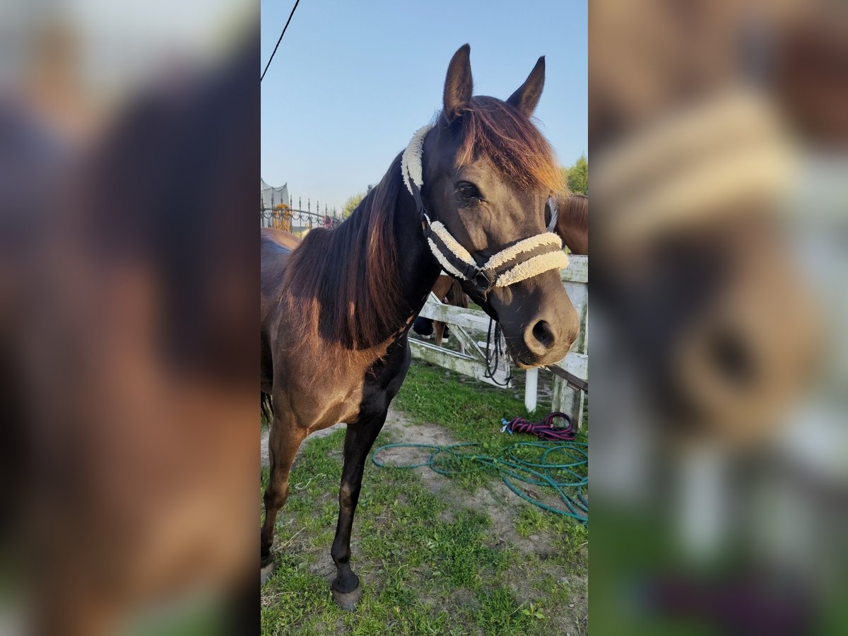 Felinski-pony Merrie 5 Jaar 135 cm Zwart in Chwaszczyno