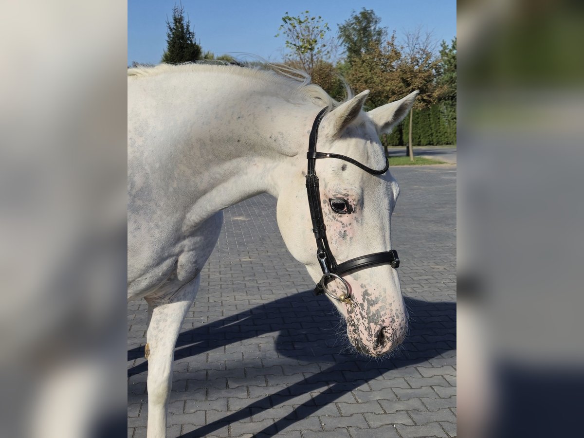 Felinski-pony Merrie 6 Jaar 145 cm Appaloosa in Nowiny