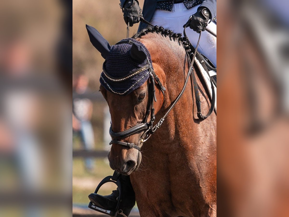 Felinski Pony Stute 10 Jahre 148 cm Roan-Bay in Poznań