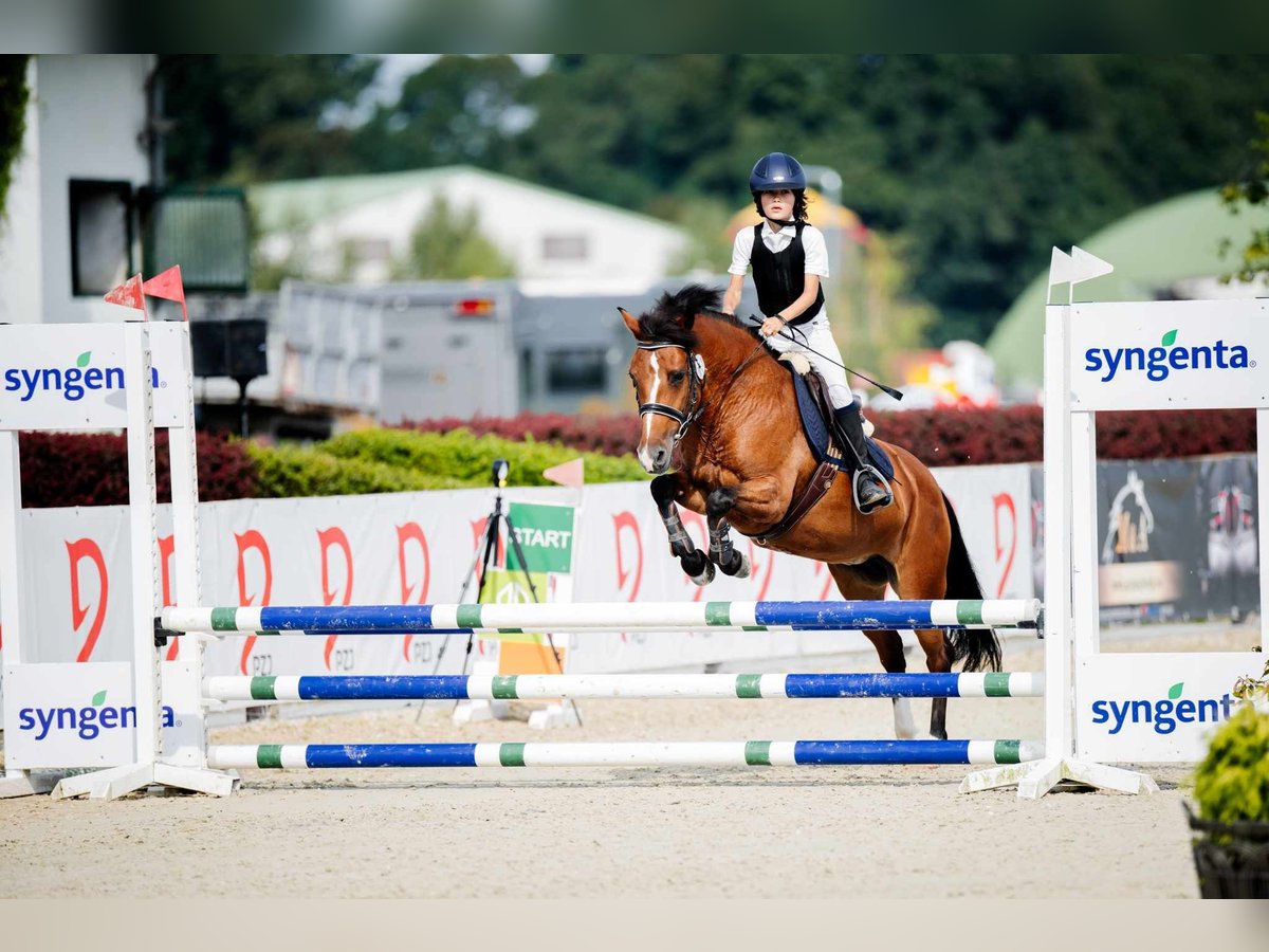 Felinski Pony Stute 17 Jahre 140 cm Brauner in Sadówka