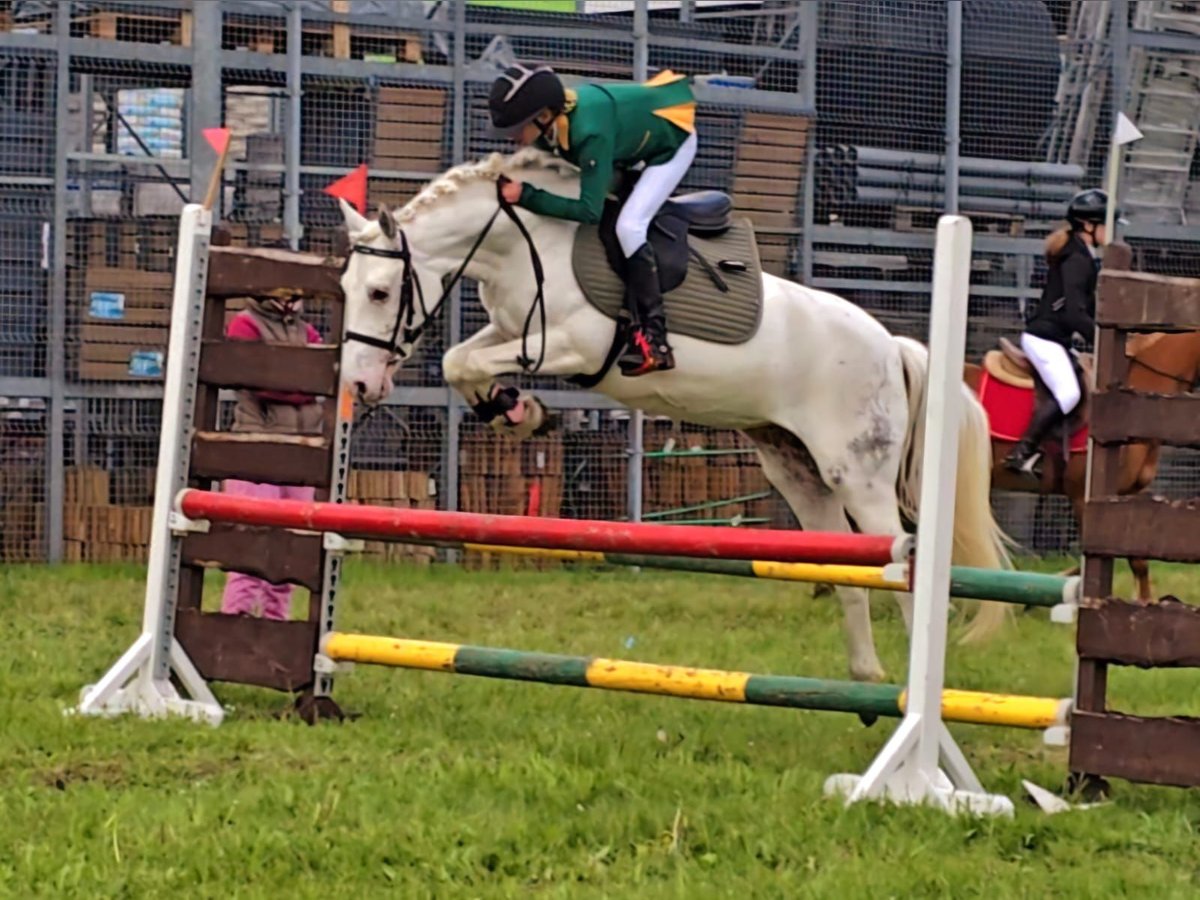 Felinski Pony Stute 7 Jahre 140 cm Tigerschecke in Leszno Dolne