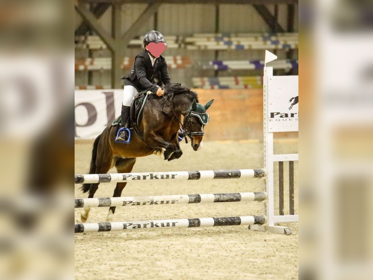 Felinski Pony Mix Stute 8 Jahre 120 cm Brauner in Psary