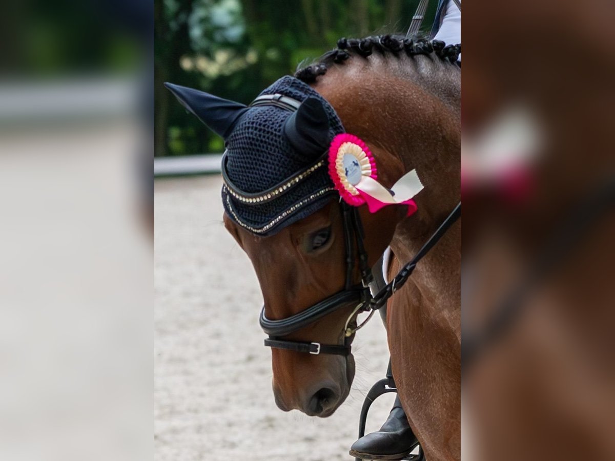 Felinski Pony Stute 9 Jahre 148 cm Roan-Bay in Poznań