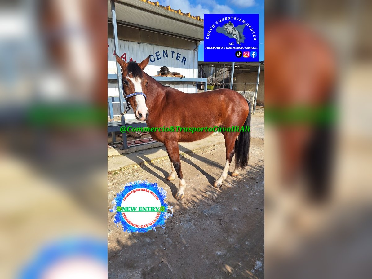 Felinski Pony Mix Wallach 11 Jahre 142 cm Brauner in Solarino