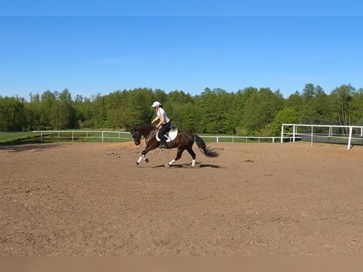 Felinski Pony Wallach 3 Jahre 142 cm Dunkelbrauner in Wielgie