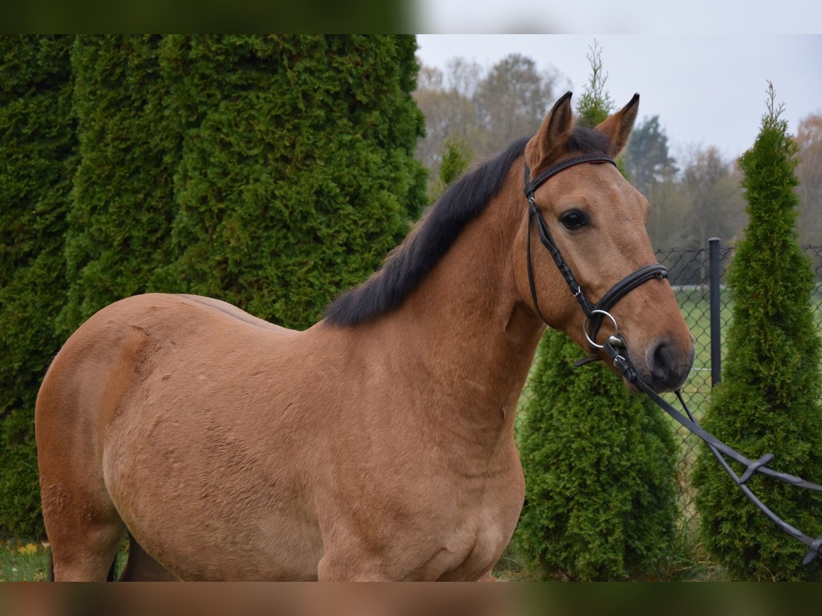Felinski Pony Wallach 3 Jahre 147 cm Falbe in Che&#x142;mno
