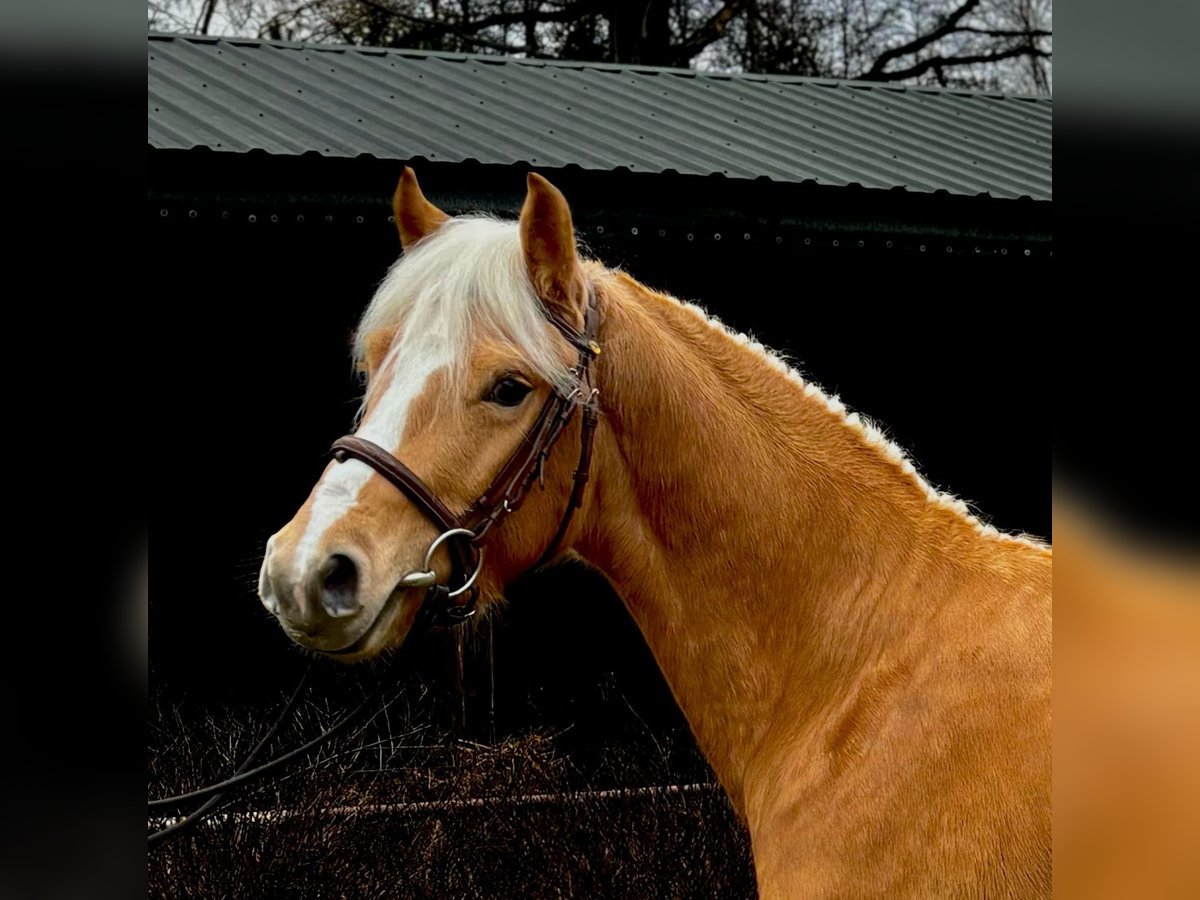 Felinski Pony Wallach 4 Jahre 130 cm Palomino in Janów Podlaski