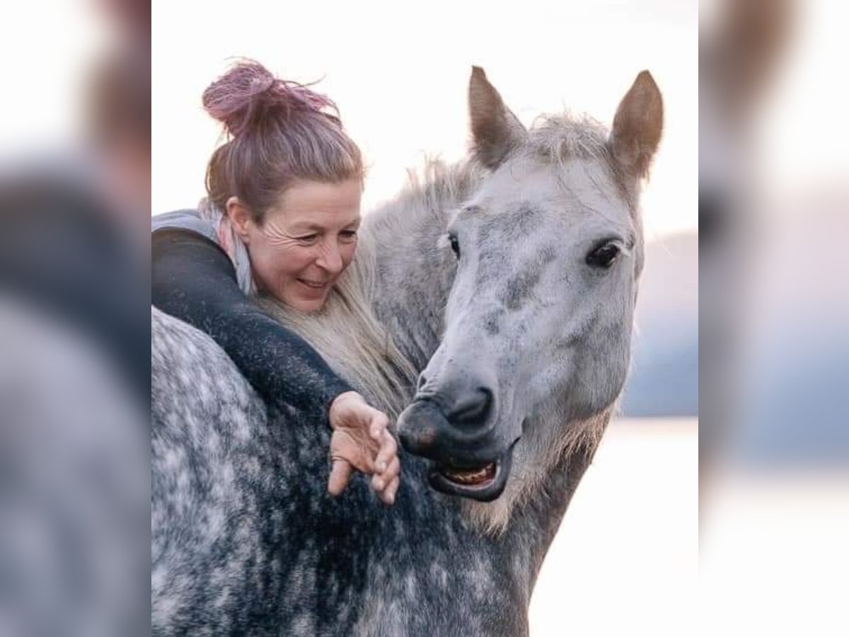 Fell pony Gelding 10 years 13 hh Gray in St.walburg