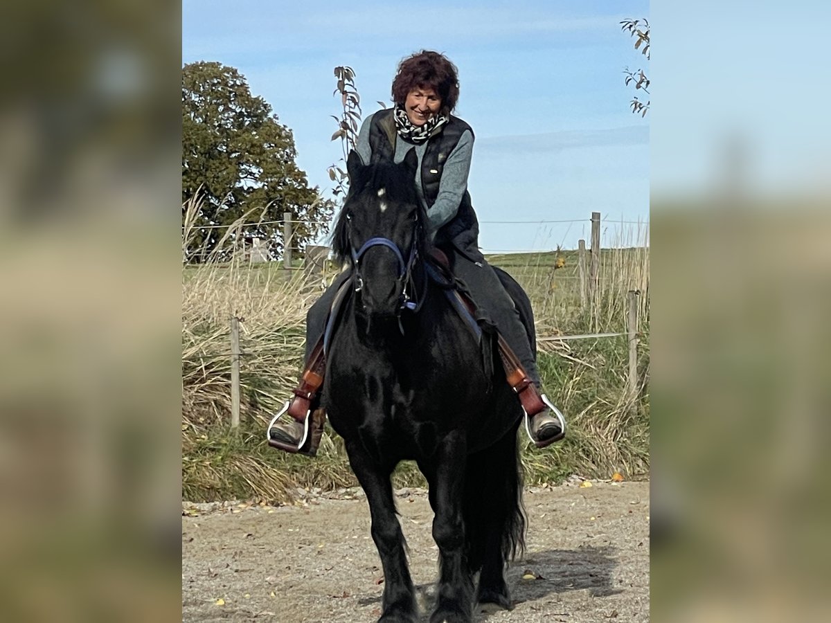 Fell pony Gelding 19 years 13,3 hh Black in Jesenwang