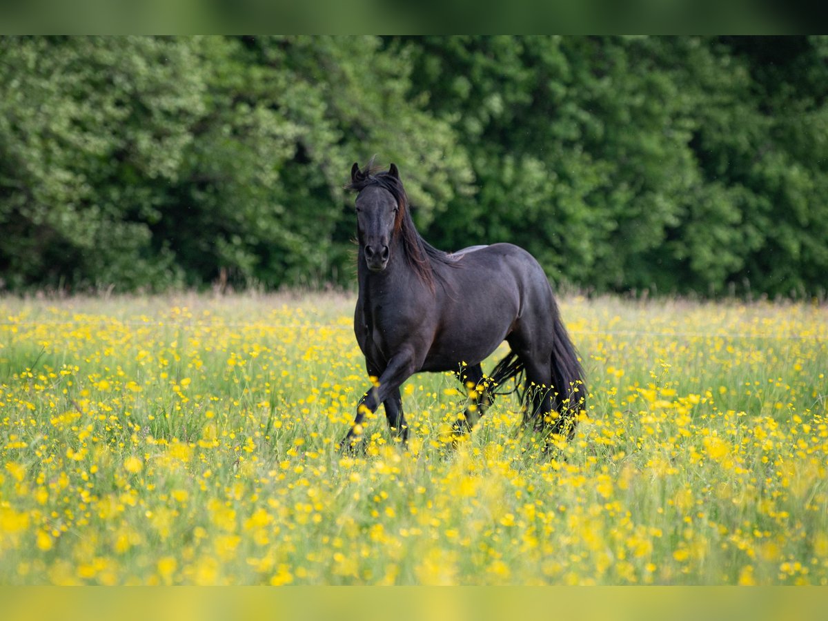 Fell pony Gelding 2 years 14 hh Black in La Motte Feuilly Fell pony Gelding 2 years 14 hh Black in La Motte Feuilly