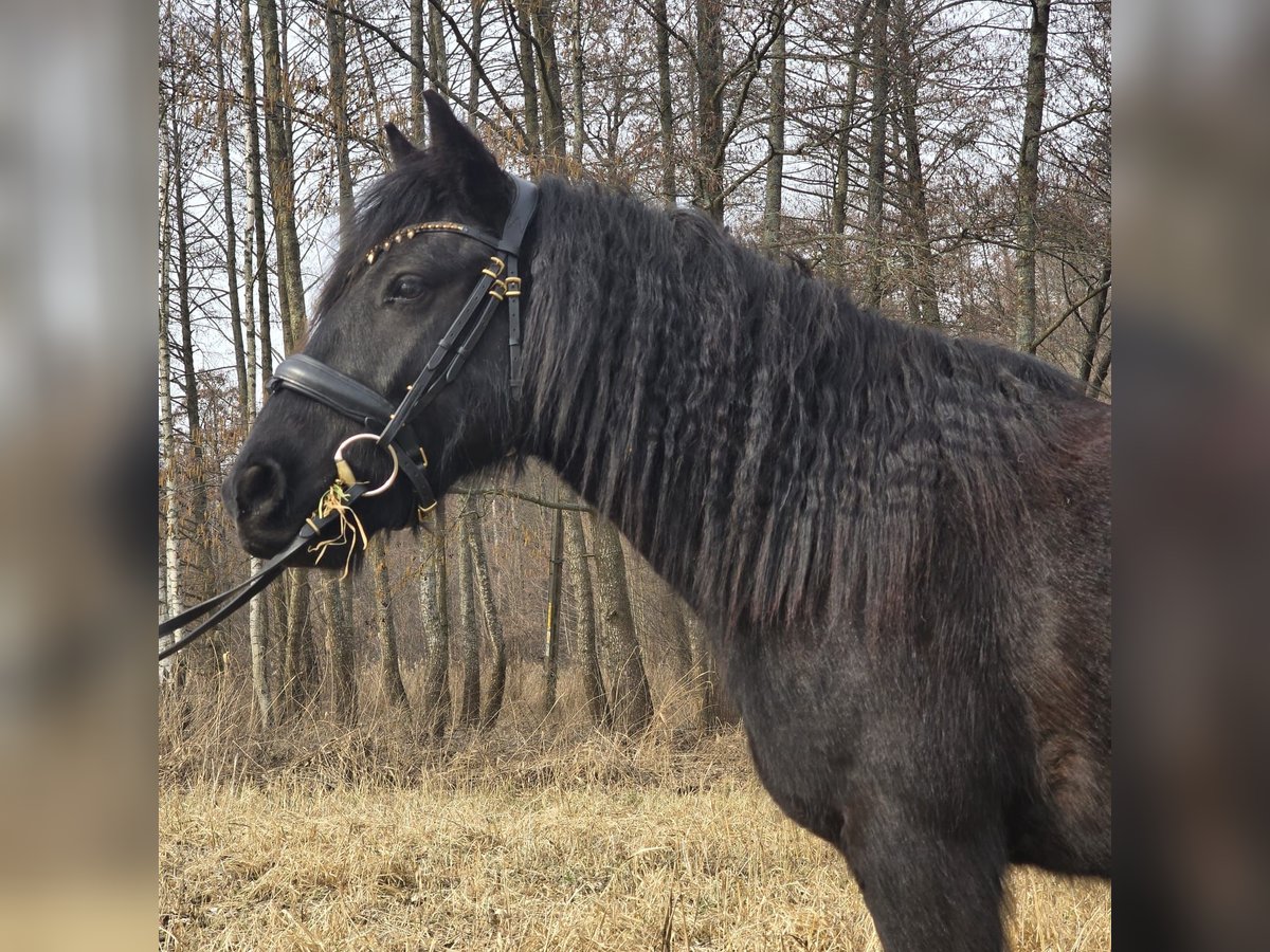 Fell pony Gelding 4 years 13,3 hh Black in Orzysz