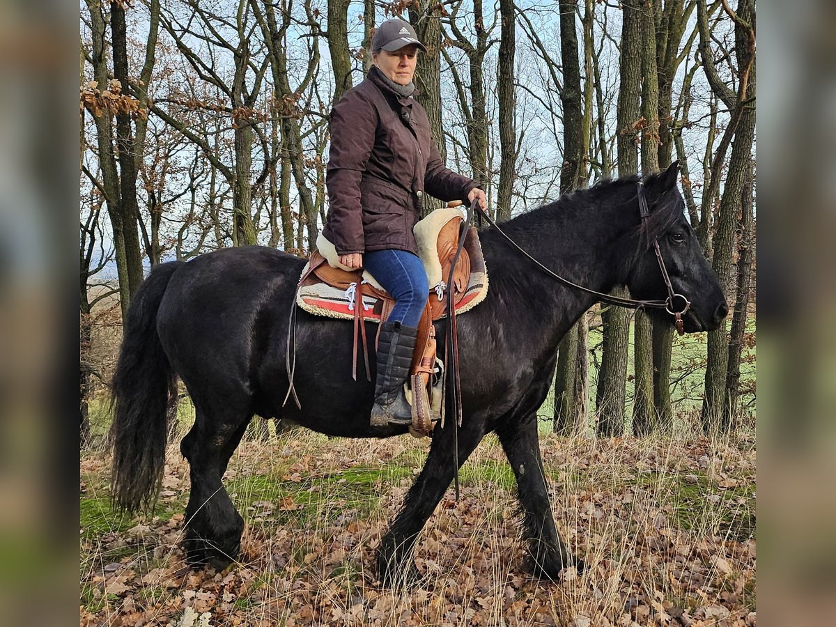 Fell pony Gelding 4 years 14,1 hh Black in Müglitztal