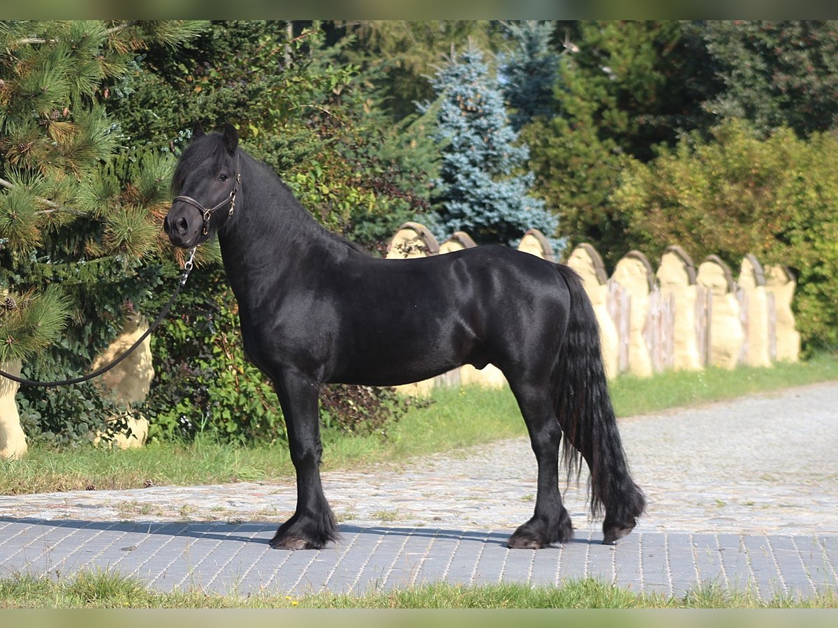 Fell pony Gelding 4 years 14,1 hh Black in Santok
