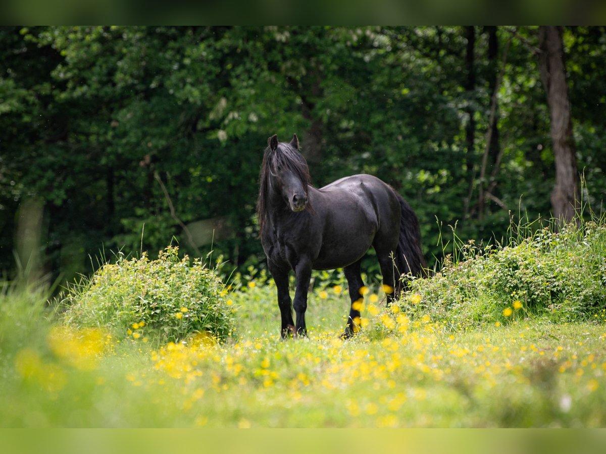 Fell pony Gelding 5 years 13,2 hh Black in La Motte Feuilly
