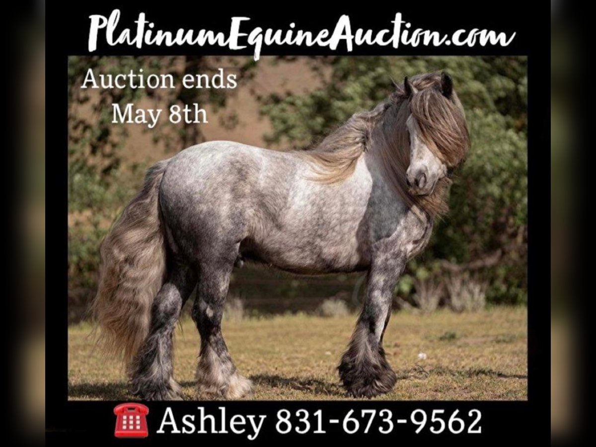 Fell pony Gelding 8 years 14 hh Gray-Dapple in Bitterwater CA