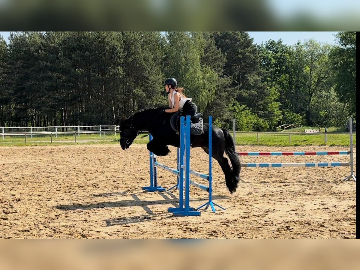 Fell pony Hengst 13 Jaar 142 cm Zwart in Santok