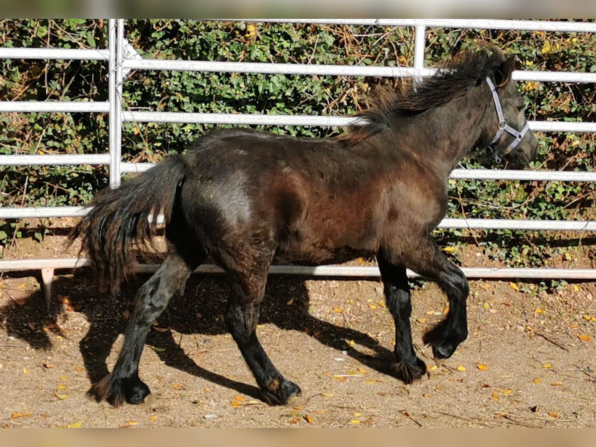 Fell pony Hengst 1 Jaar 142 cm Zwart in Schuttertal