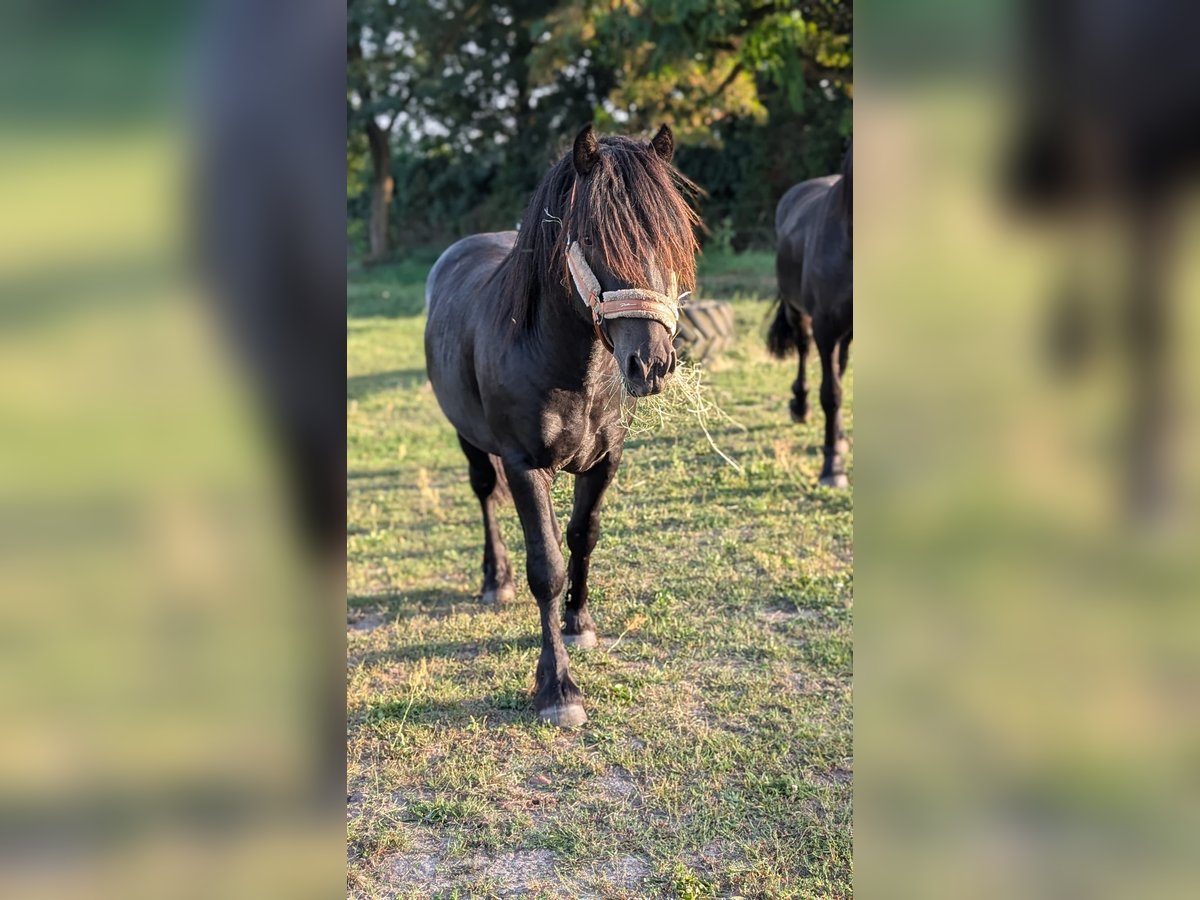 Fell pony Hengst 2 Jaar Zwart in Wilhelminenthal