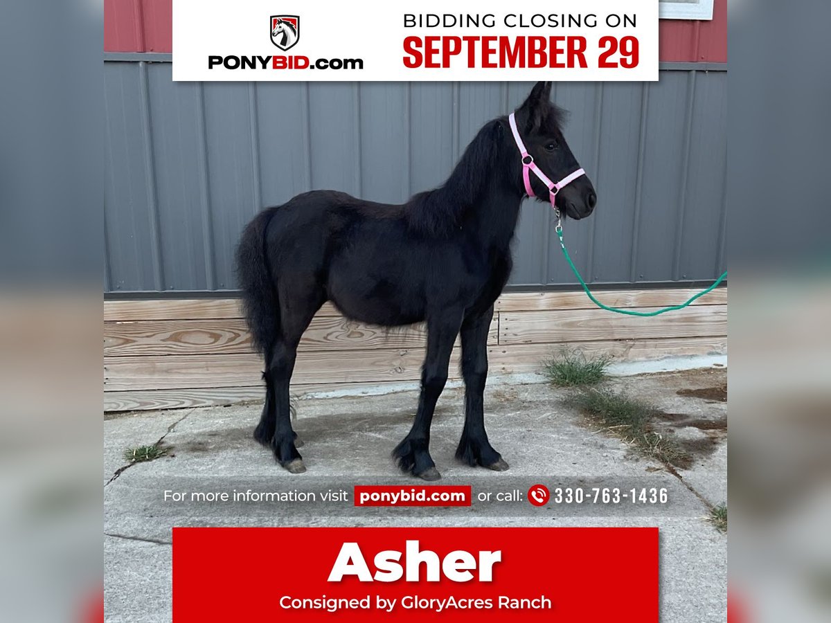 Fell pony Hengst Veulen (05/2025) 104 cm Zwart in Wooster