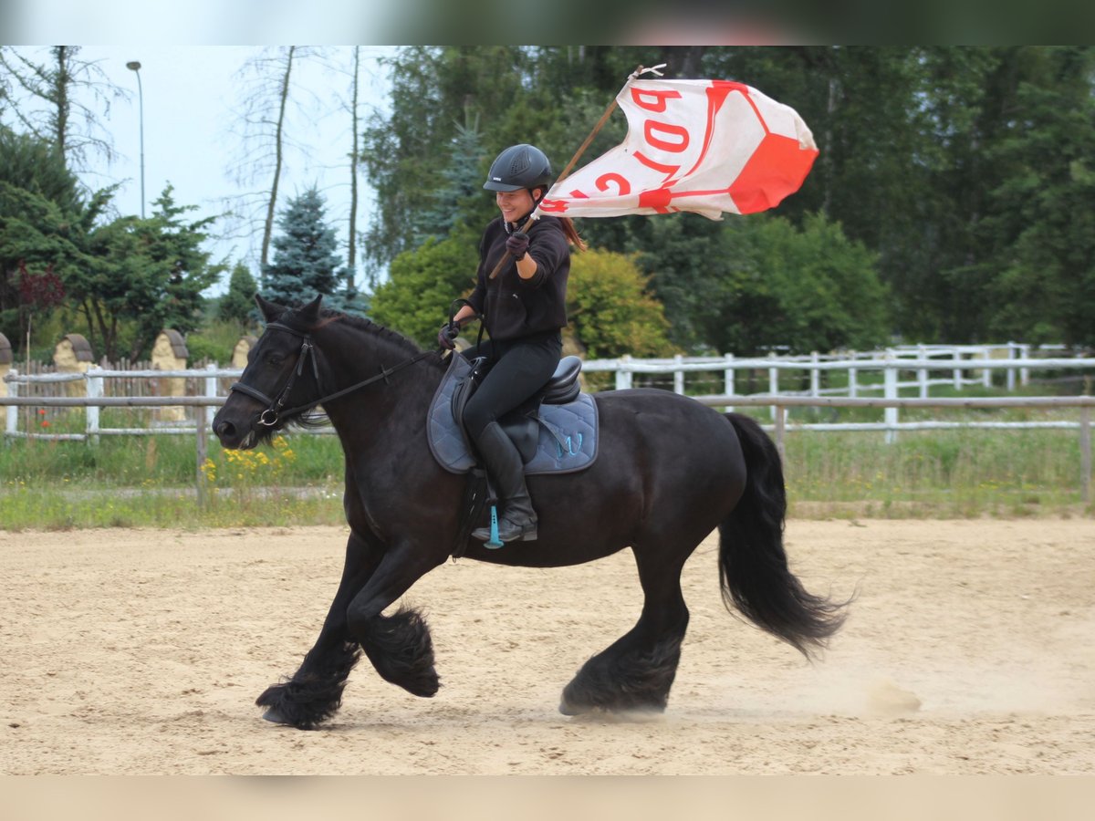 Fell pony Mare 10 years 14,1 hh Black in Santok