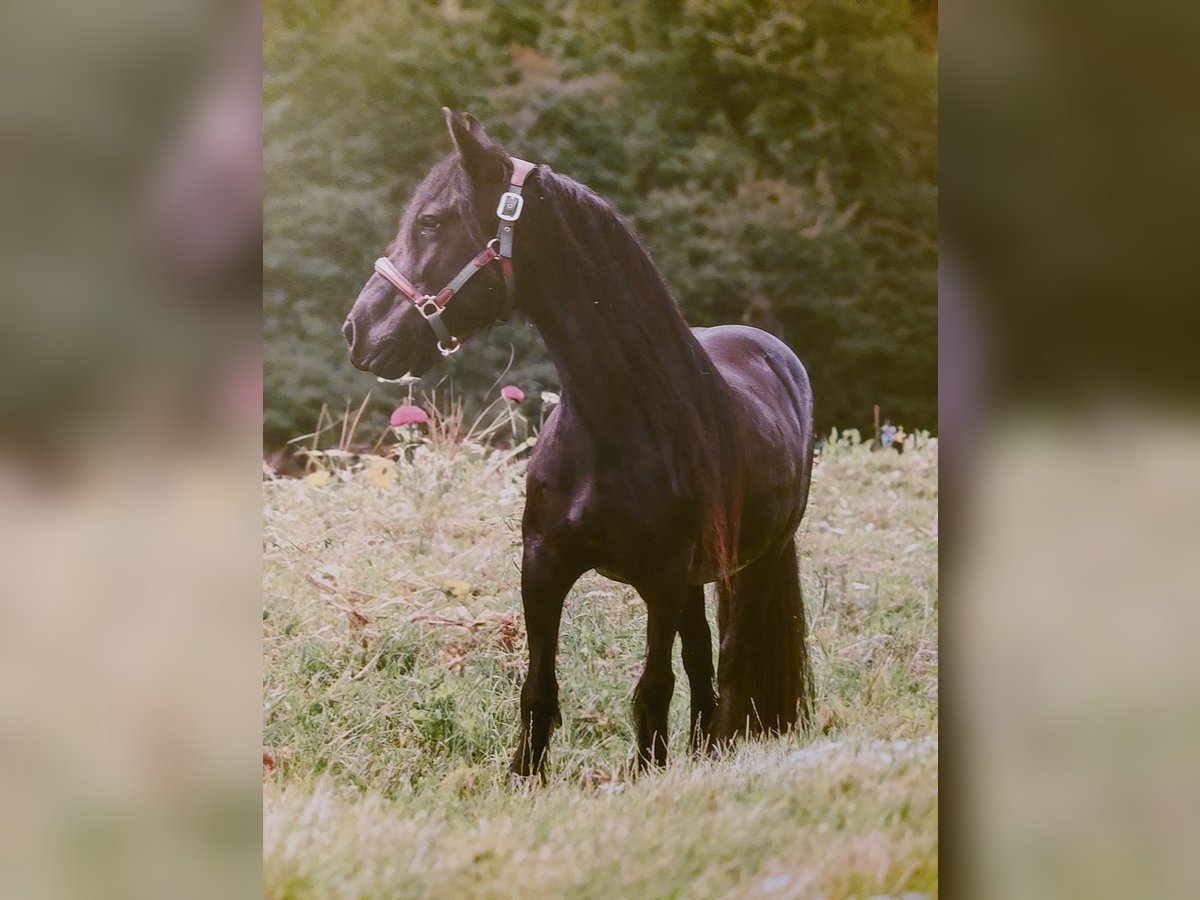 Fell pony Mare 11 years 13,1 hh Black in Rockanje