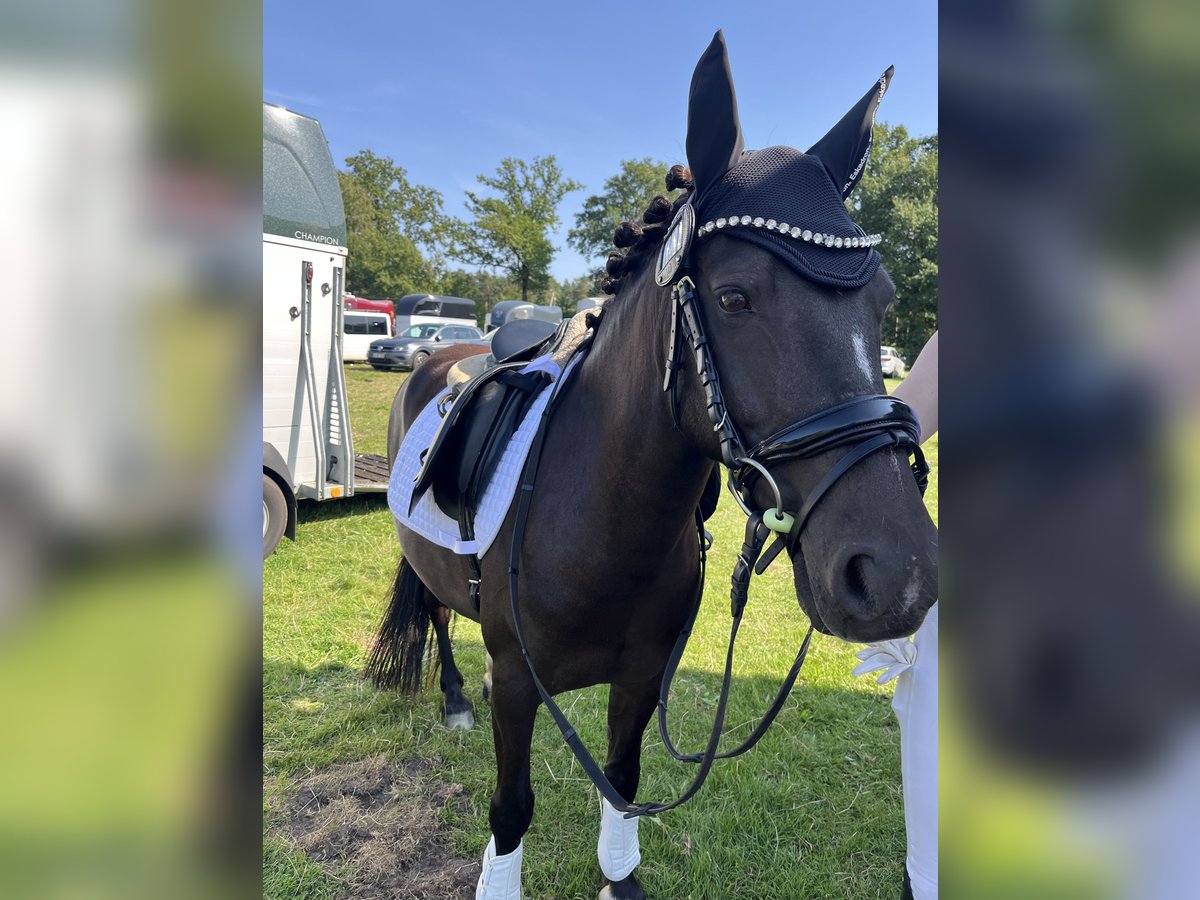 Fell pony Mare 11 years 13,2 hh Brown in Osterholz-Scharmbeck